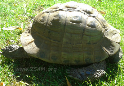 schlafende Schildkröte